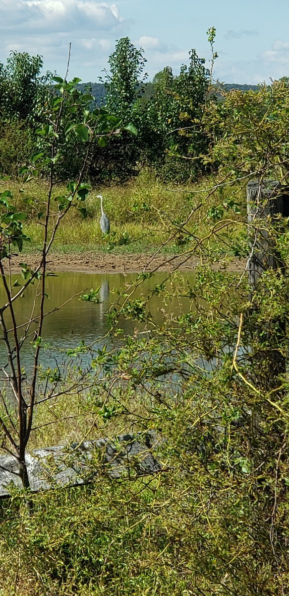 Great Blue Heron - ML179188781