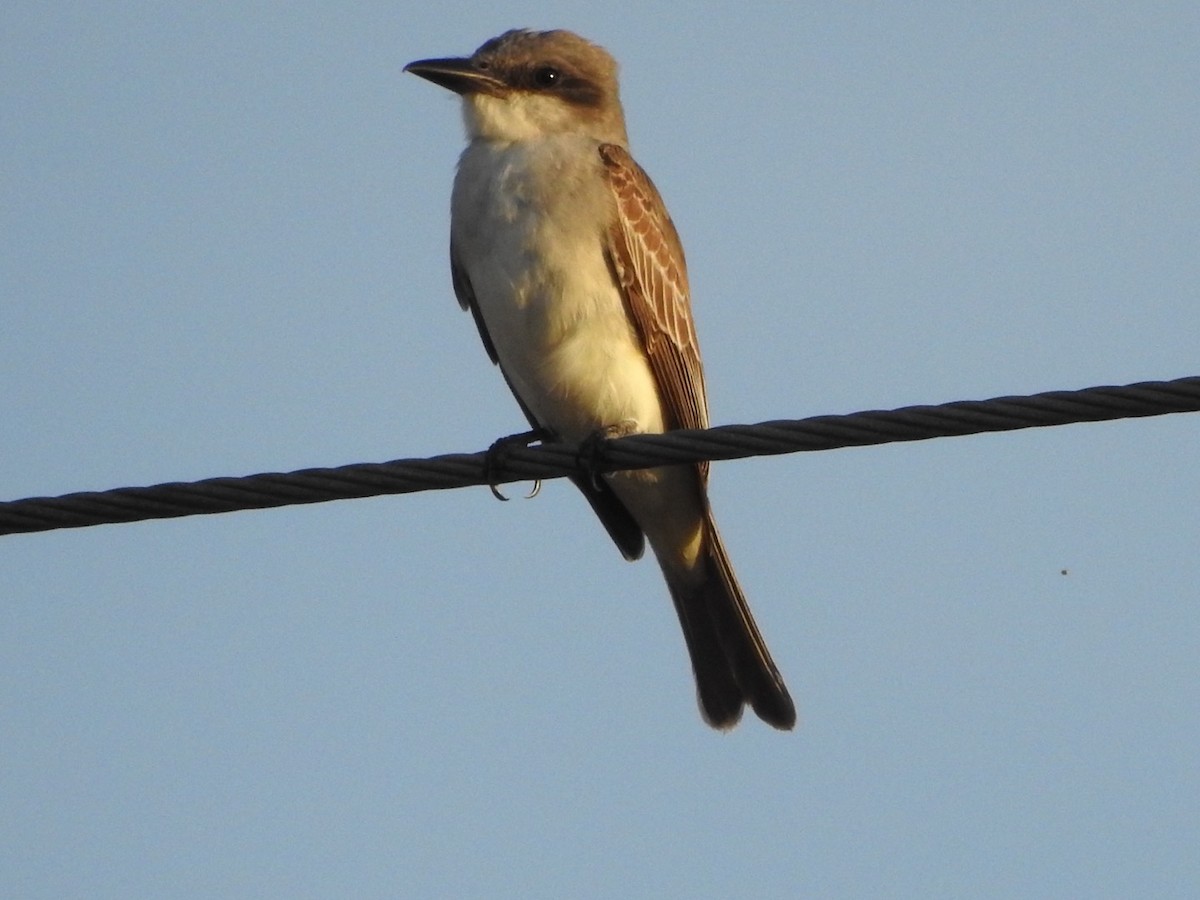 Gray Kingbird - Erik  Wolf