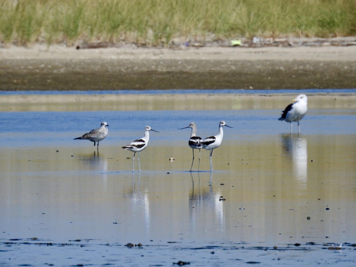 American Avocet - ML179190351