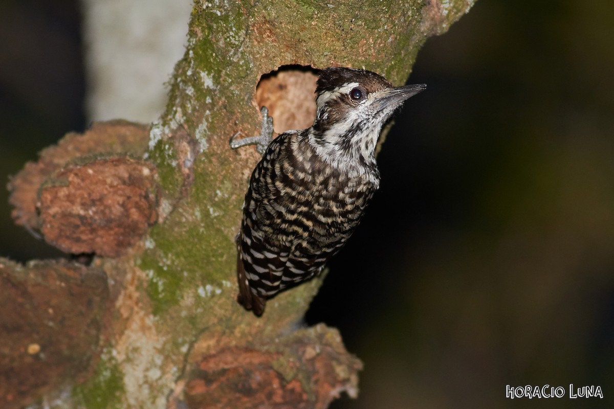 Checkered Woodpecker - ML179192231