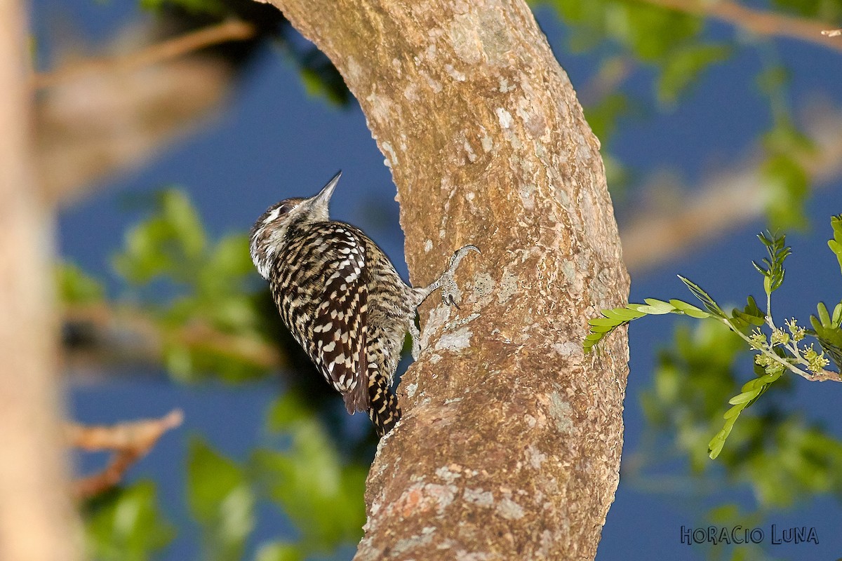 Checkered Woodpecker - Horacio Luna