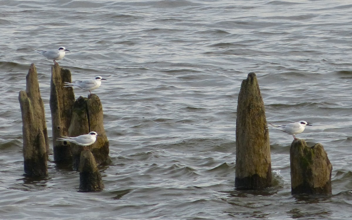 Forster's Tern - Christina Riehl