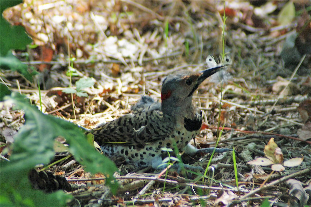 Northern Flicker - ML179193691