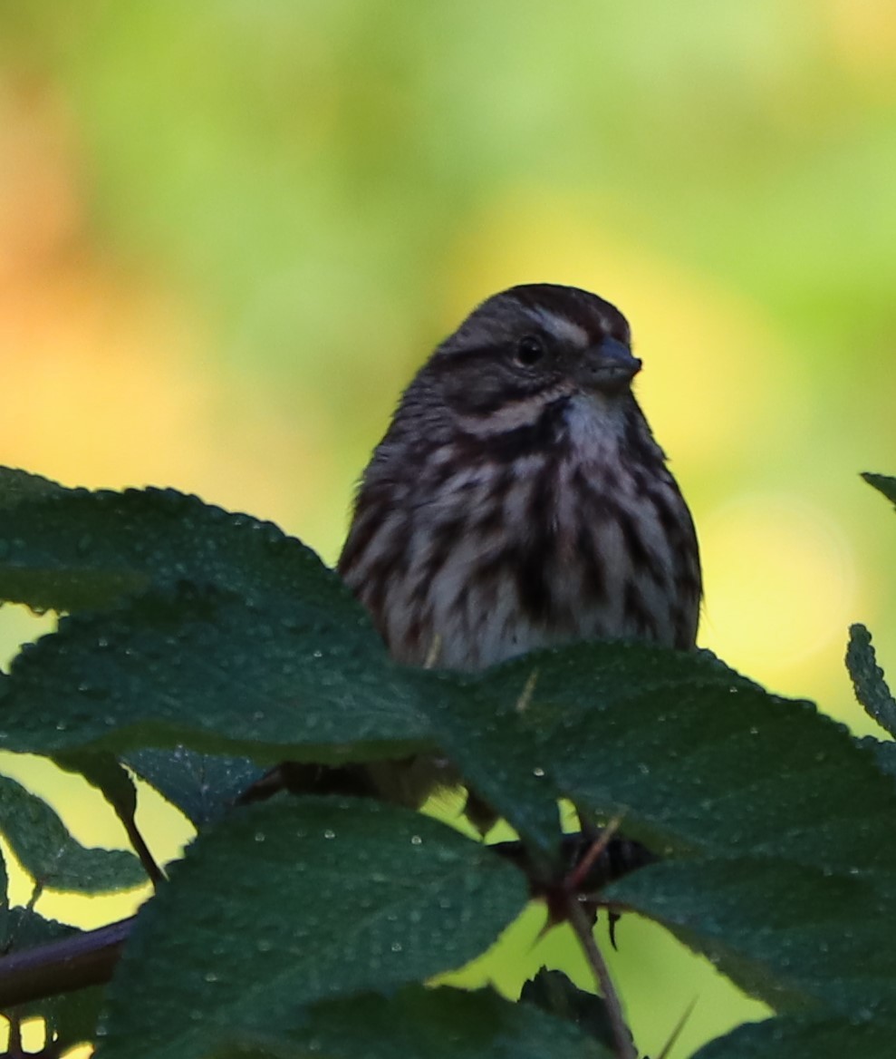 Song Sparrow - ML179195021