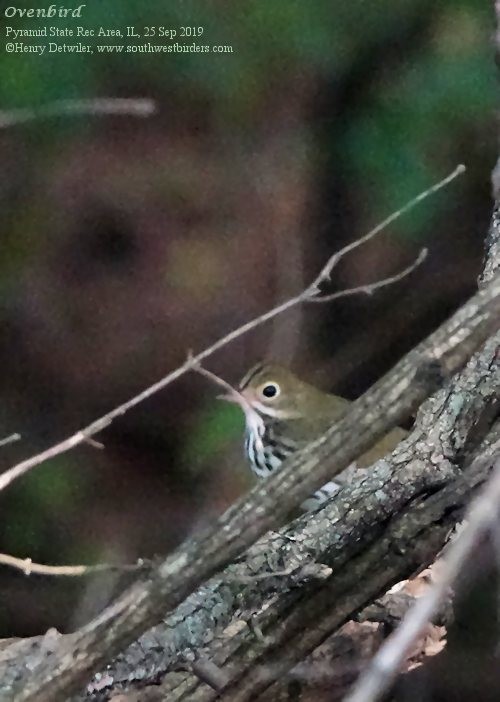 Ovenbird - ML179196041