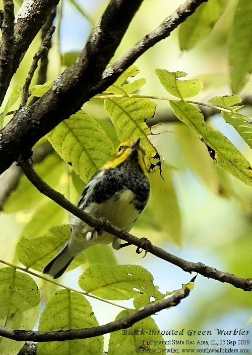 Black-throated Green Warbler - ML179196161