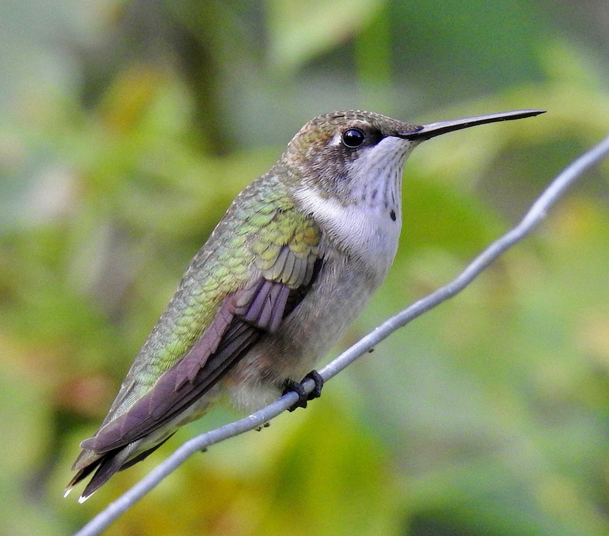 Ruby-throated Hummingbird - Van Remsen