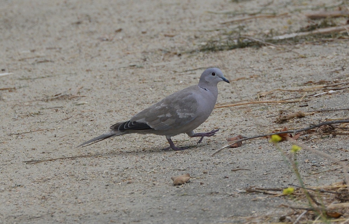 Eurasian Collared-Dove - ML179198201