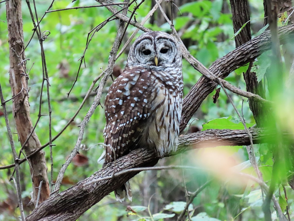 Barred Owl - ML179199591