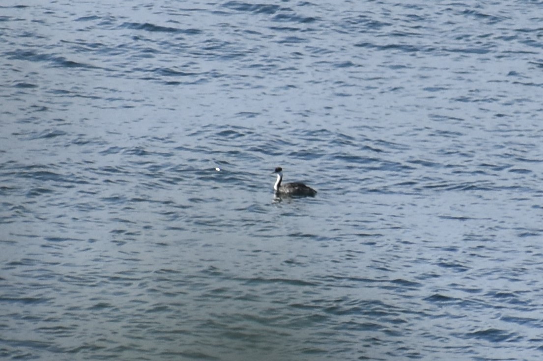 Western Grebe - ML179204961