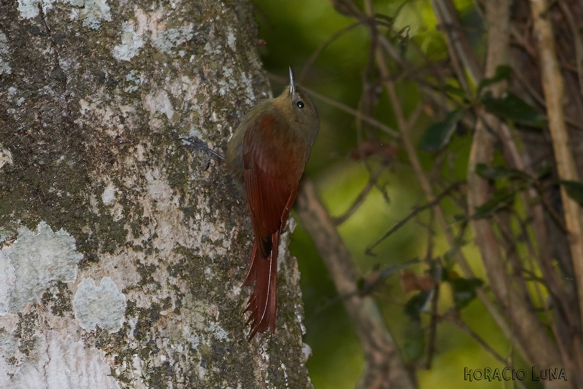 Olivaceous Woodcreeper - Horacio Luna