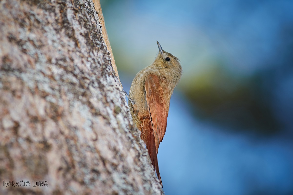 Olivaceous Woodcreeper - ML179205941