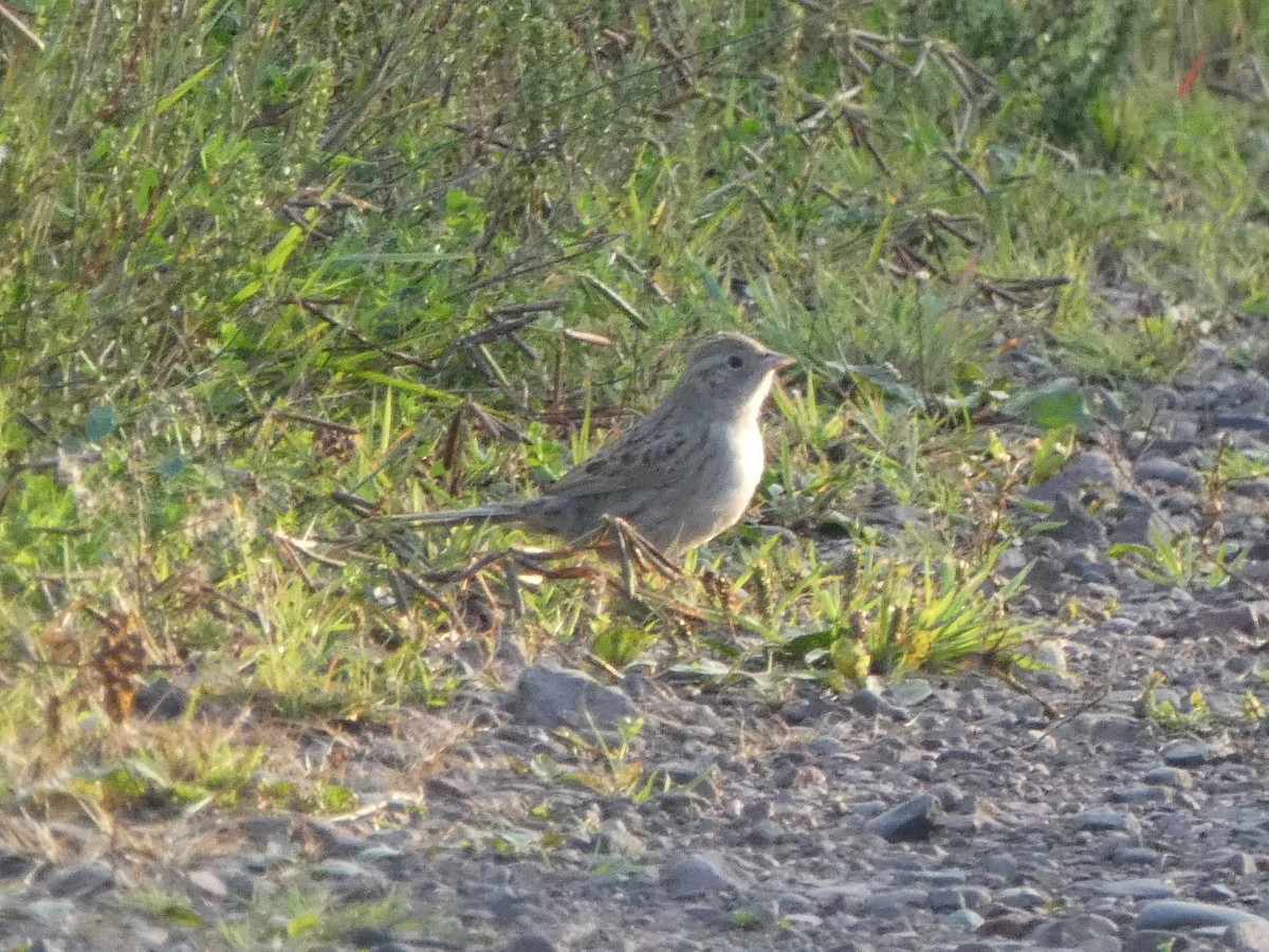 Cassin's Sparrow - Jim Lind