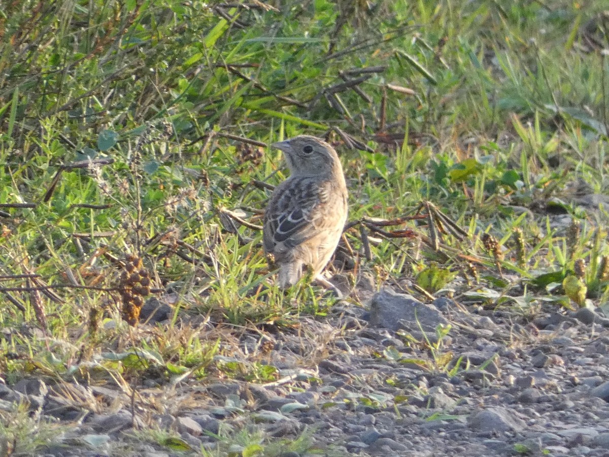 Cassin's Sparrow - ML179209501