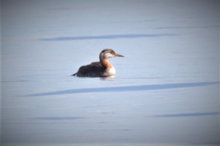 Red-necked Grebe - Warren Cronan