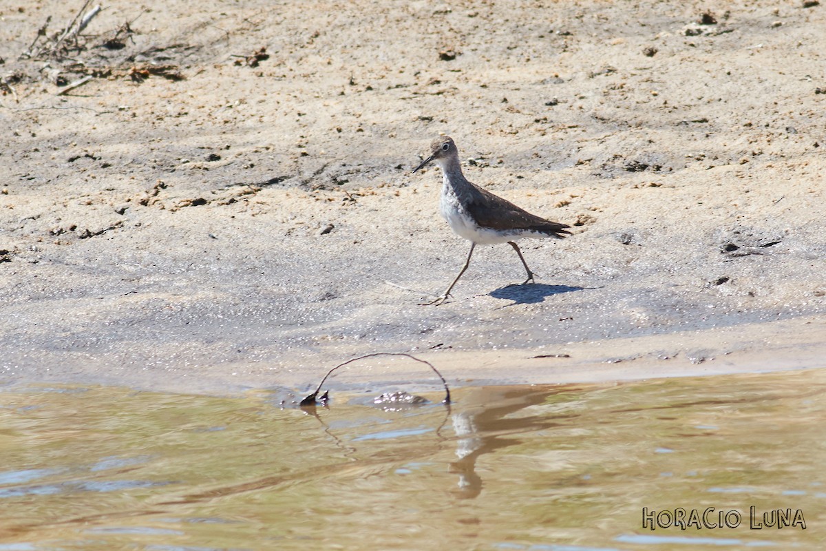 Solitary Sandpiper - ML179212421