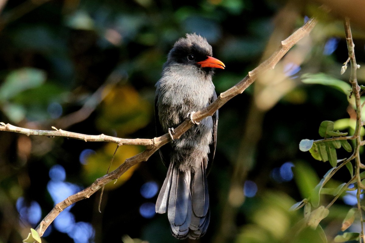 Black-fronted Nunbird - ML179213391