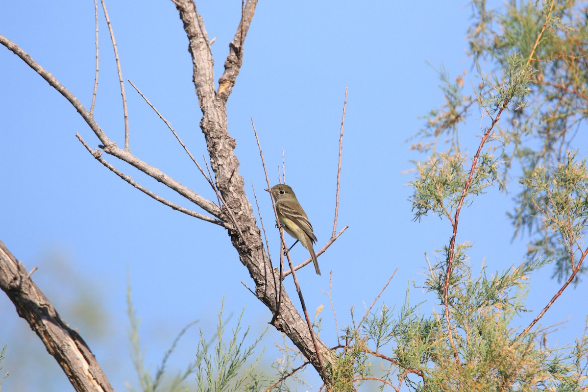 Least Flycatcher - ML179213431