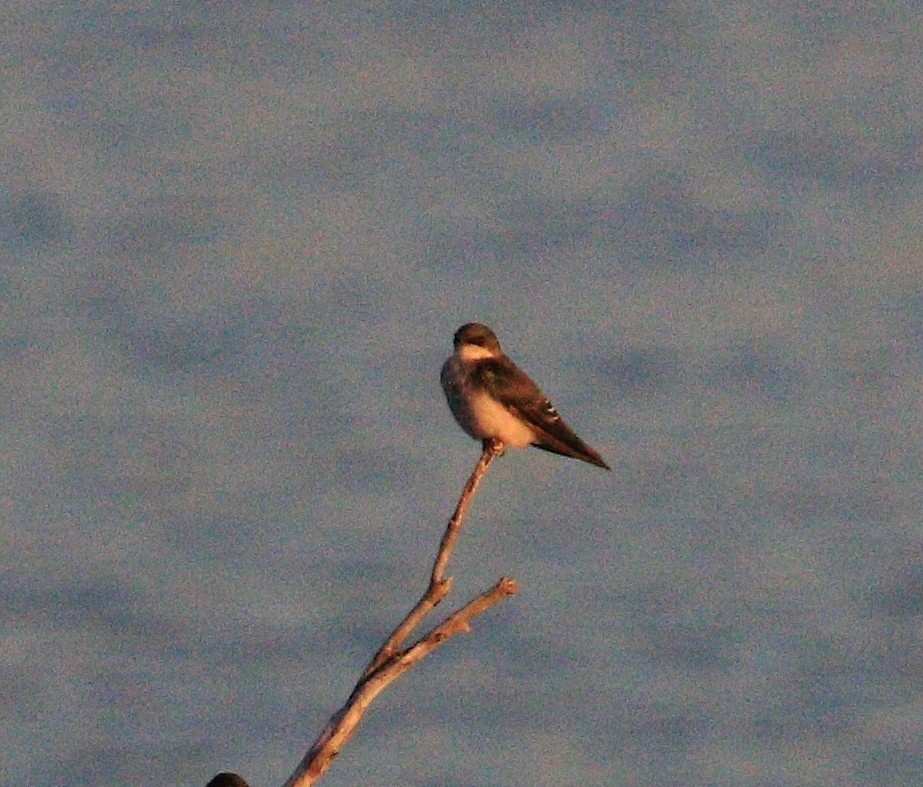 Tree Swallow - Randy Hesford