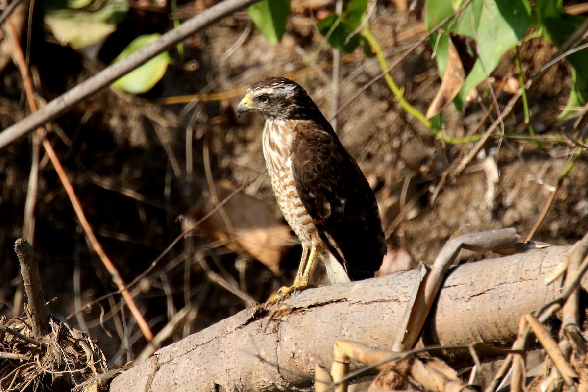 Roadside Hawk - ML179215271