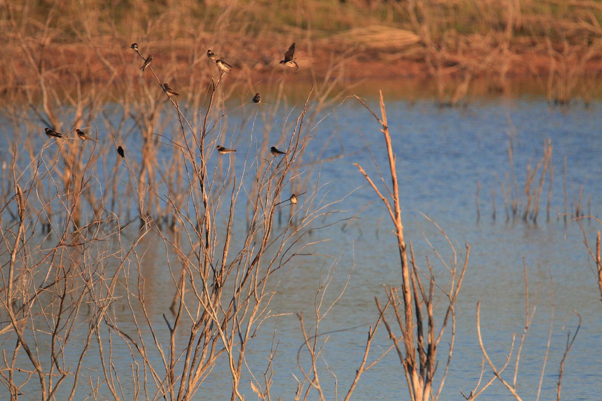 Bank Swallow - ML179215531