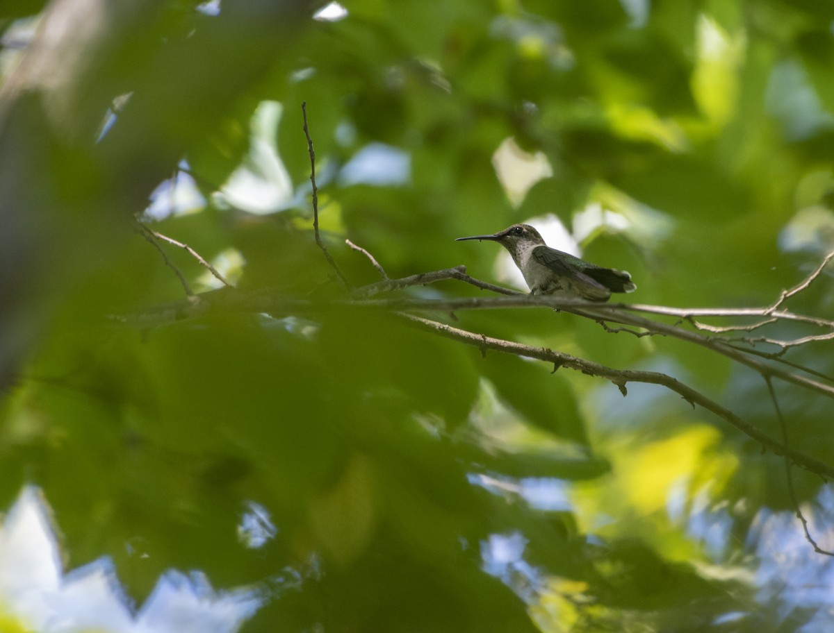 Ruby-throated Hummingbird - ML179217481