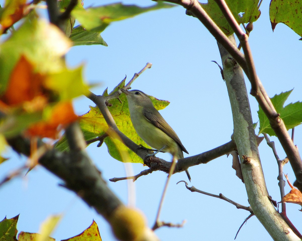 Philadelphia Vireo - John Aleknavage