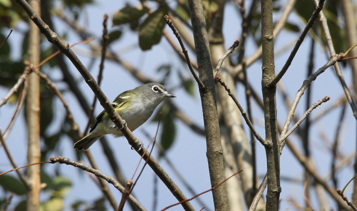 Mavi Başlı Vireo - ML179219081