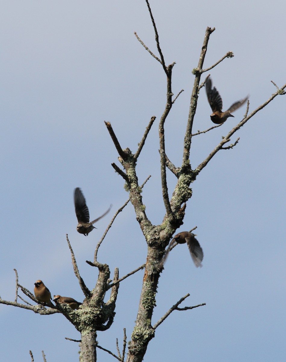 Cedar Waxwing - ML179219221