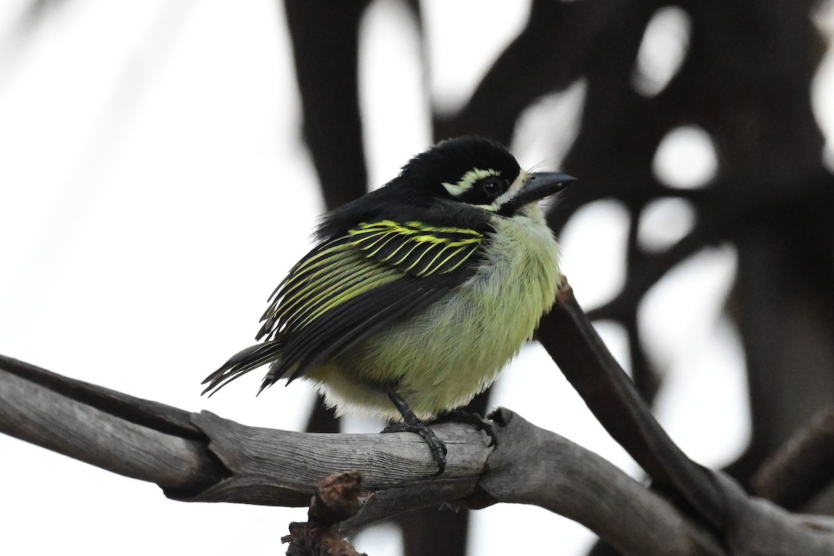 Goldbürzel-Bartvogel - ML179222411