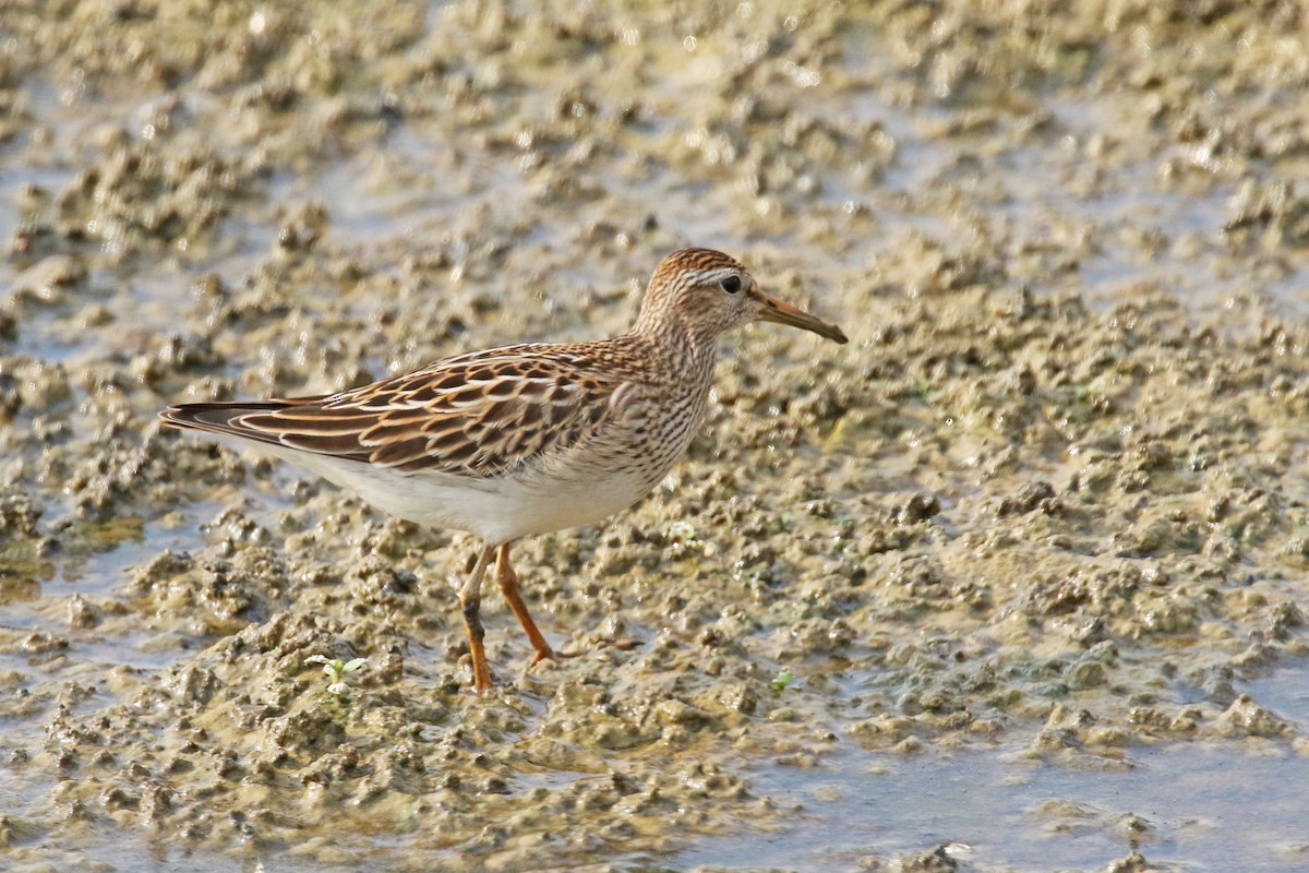 Pectoral Sandpiper - ML179223681