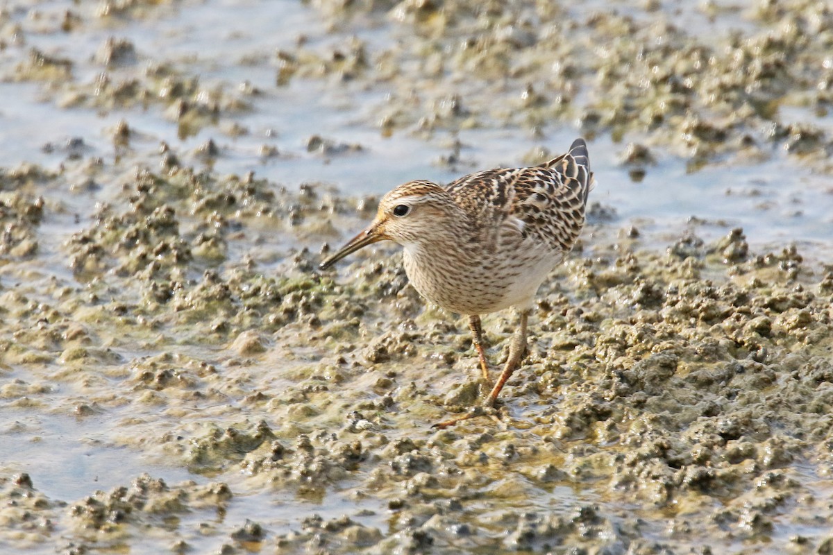 Pectoral Sandpiper - ML179224101