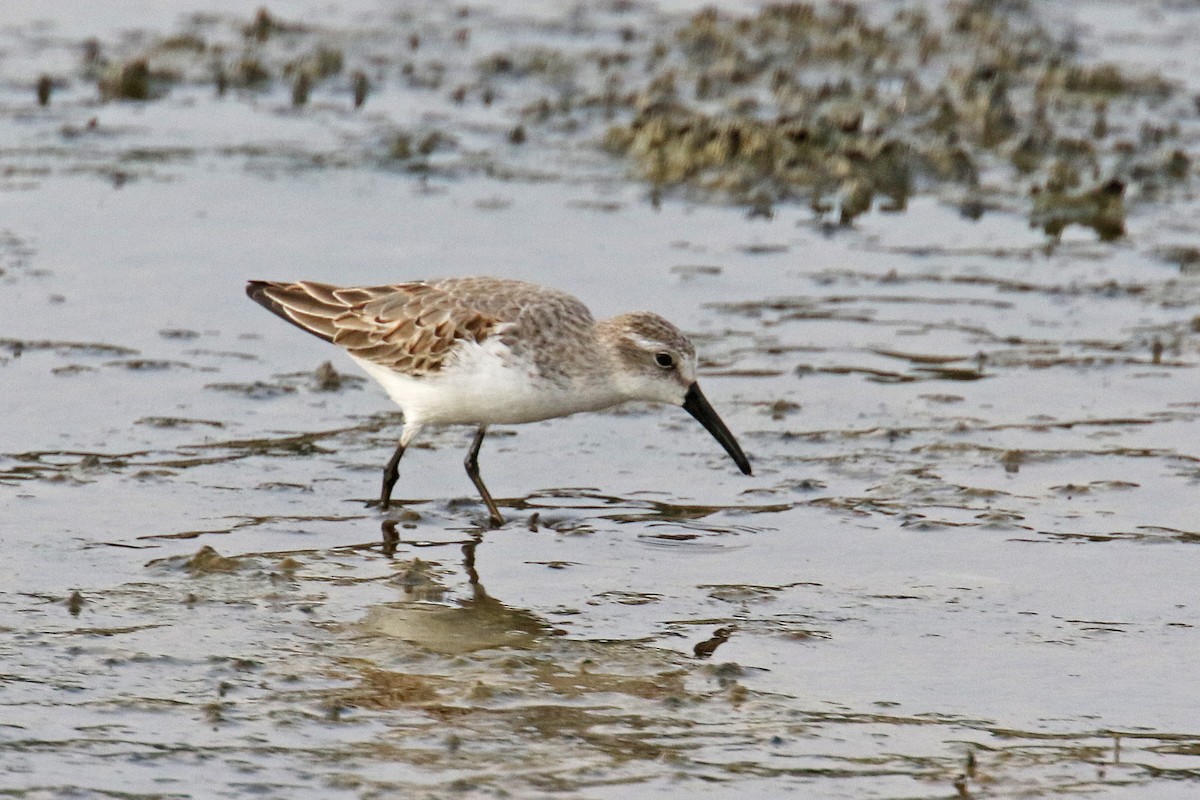 Western Sandpiper - ML179224471