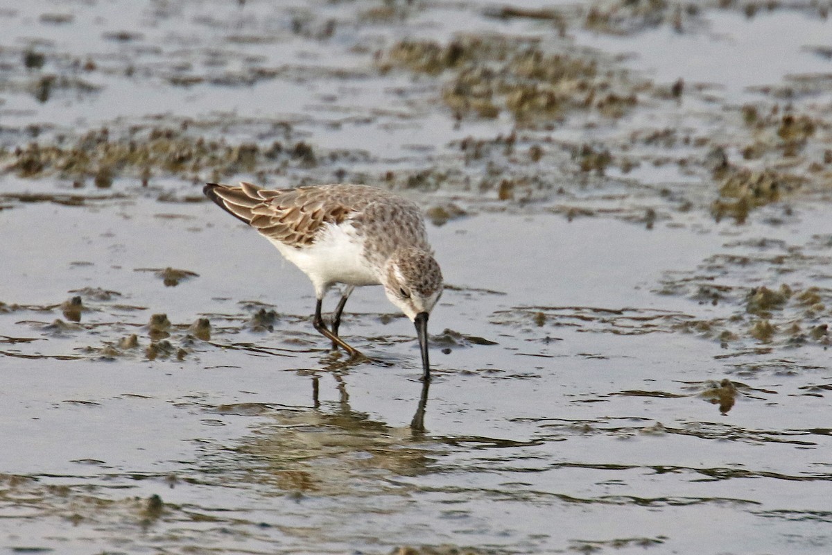 Western Sandpiper - ML179224681