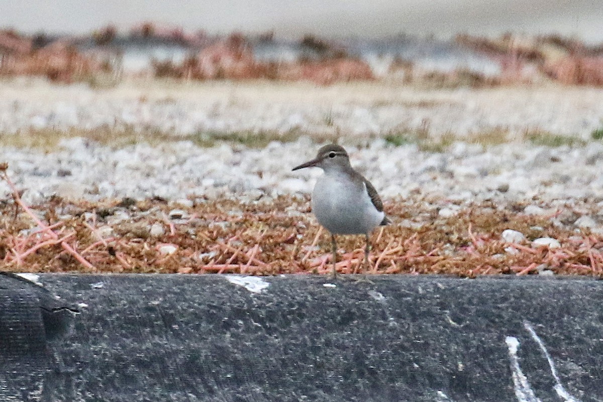 Spotted Sandpiper - ML179224841