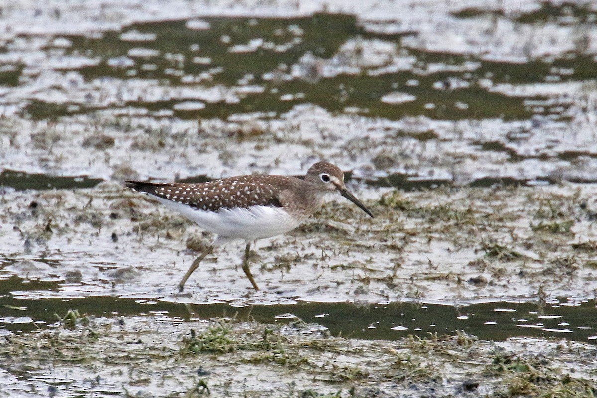 Solitary Sandpiper - ML179225191