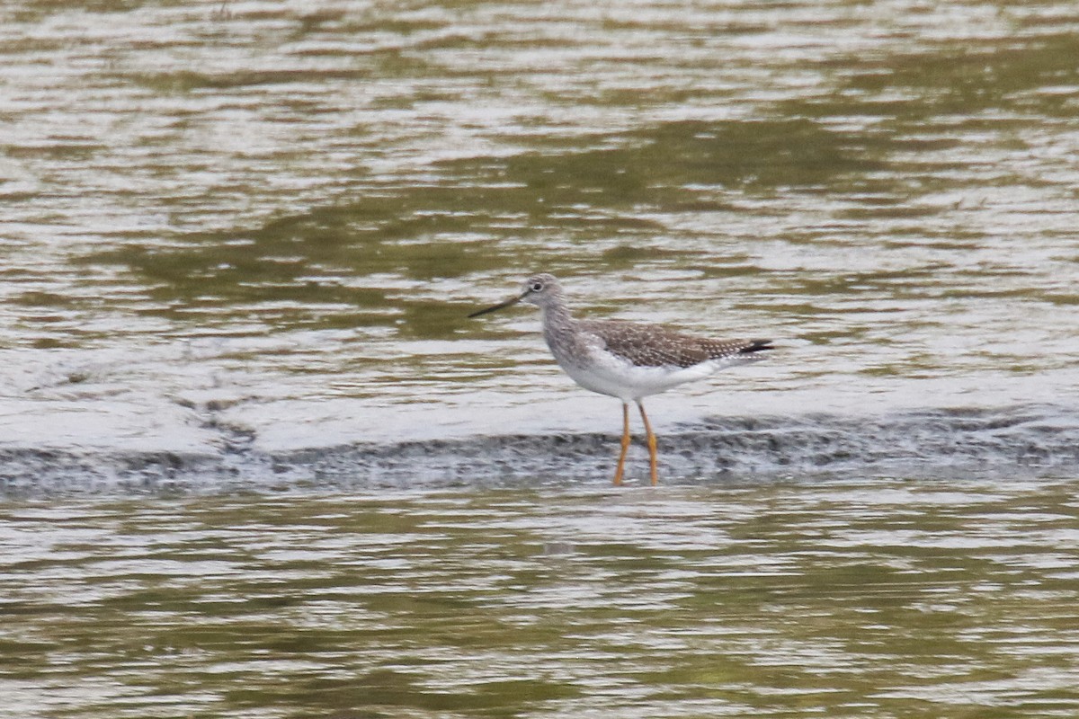 Greater Yellowlegs - ML179225411