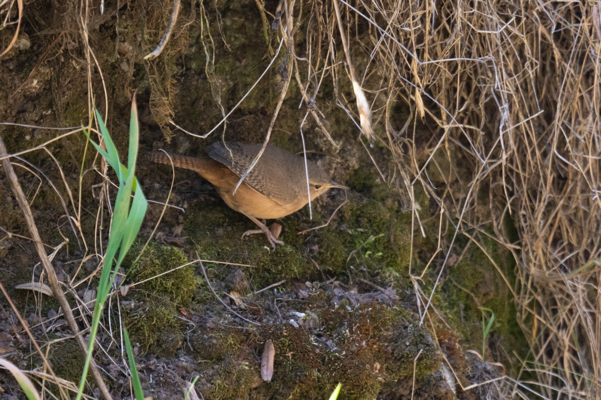 House Wren - ML179225491