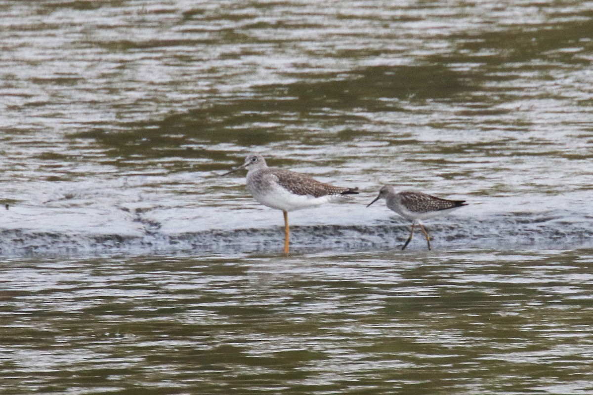 Lesser Yellowlegs - ML179225631