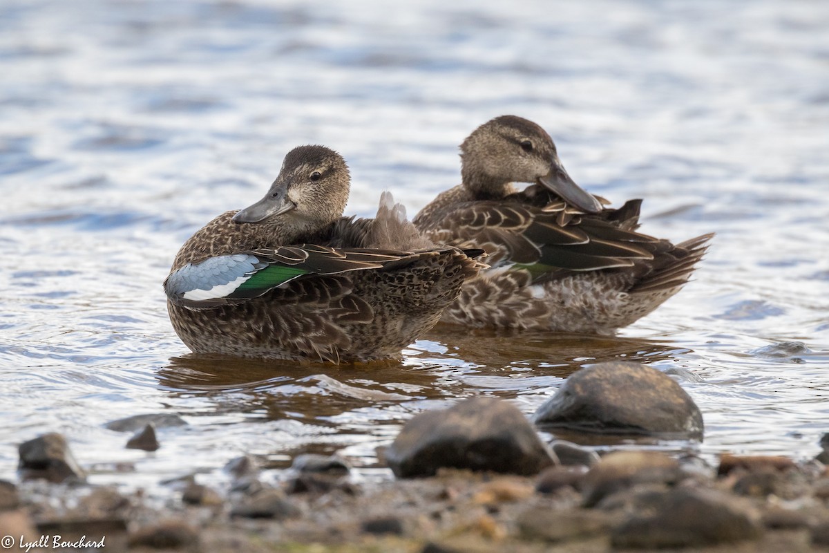 Blue-winged Teal - ML179225791