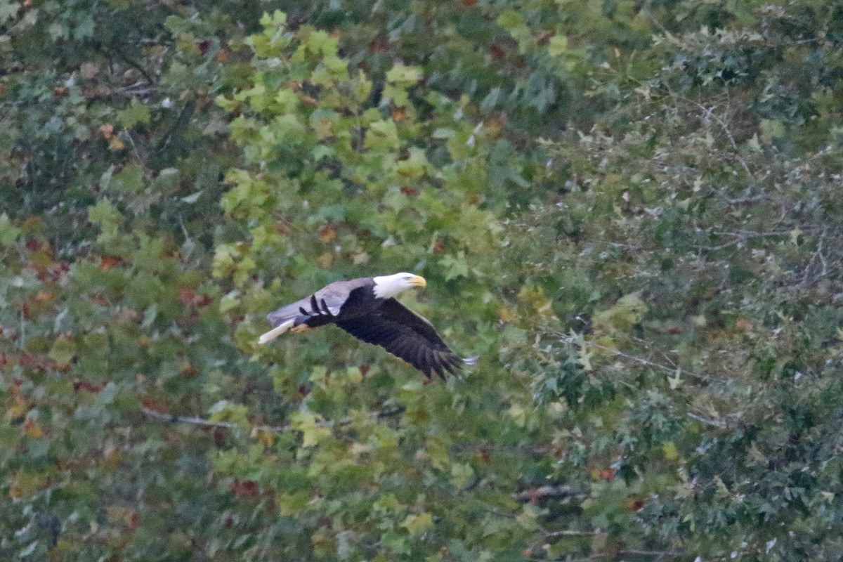 Bald Eagle - ML179225881