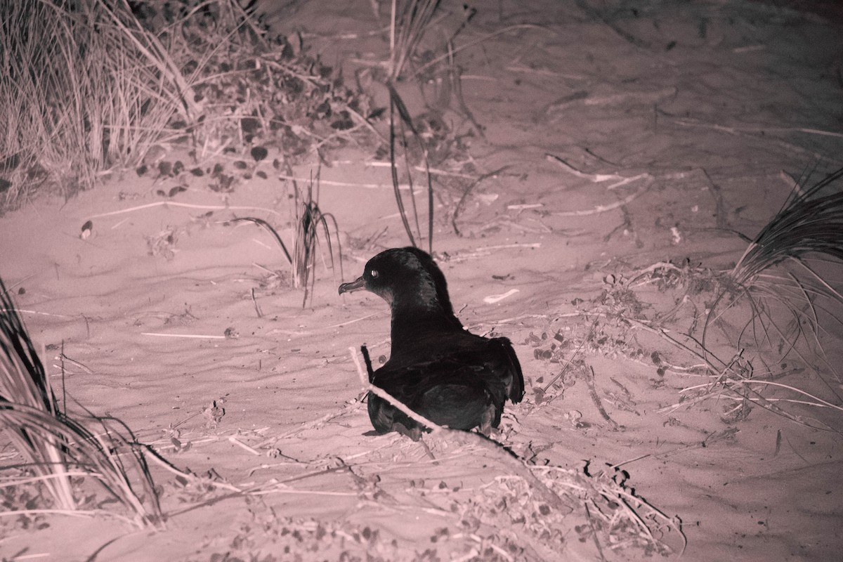 Short-tailed Shearwater - Louise Summerhayes