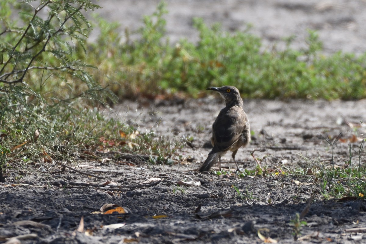 Curve-billed Thrasher - ML179228251