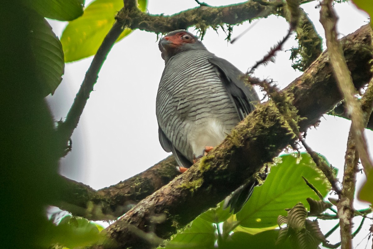 Plumbeous Forest-Falcon - ML179231011