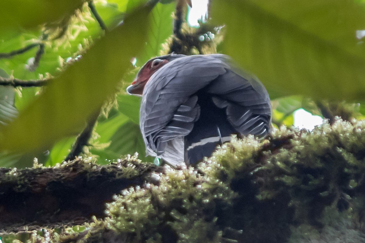 Plumbeous Forest-Falcon - ML179231021