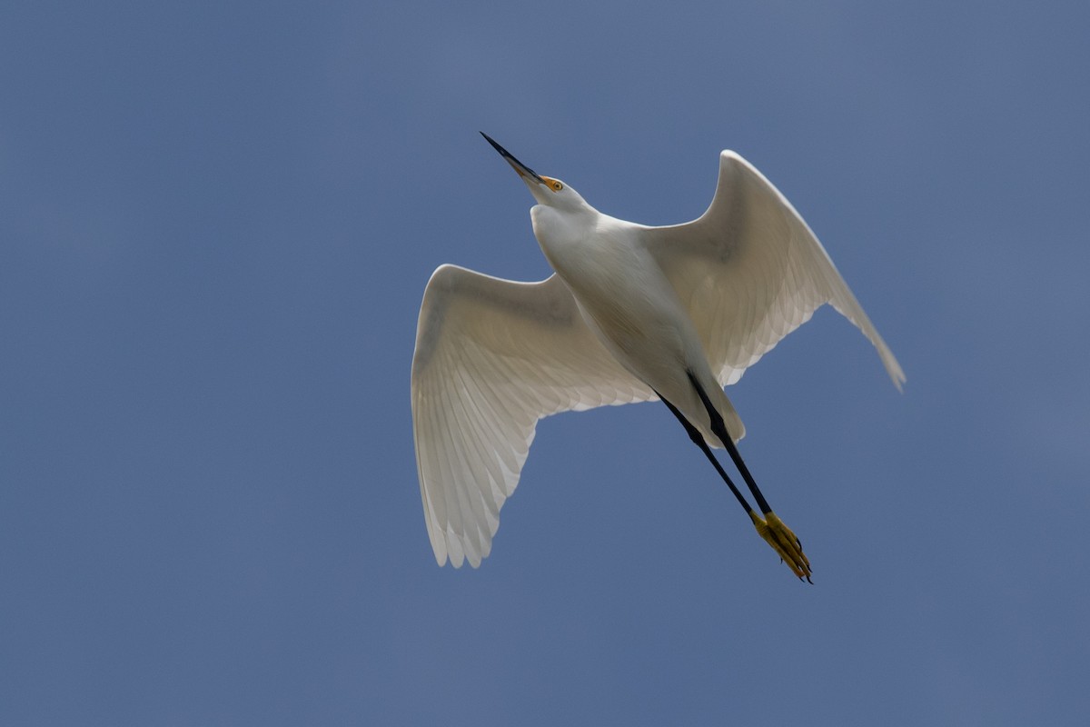 Snowy Egret - ML179231491