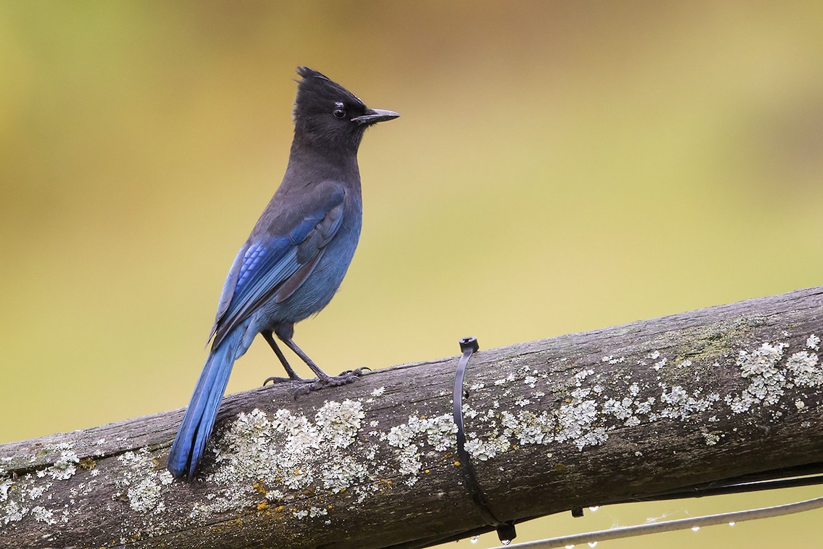 Steller's Jay - ML179232151