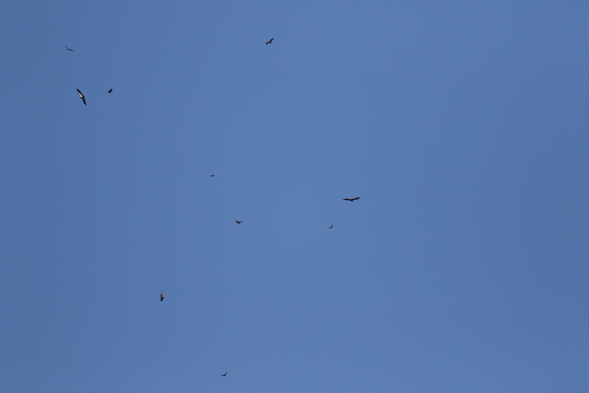 California Condor - ML179232211