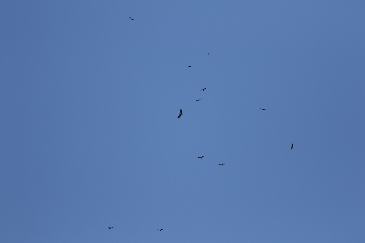 California Condor - ML179232241
