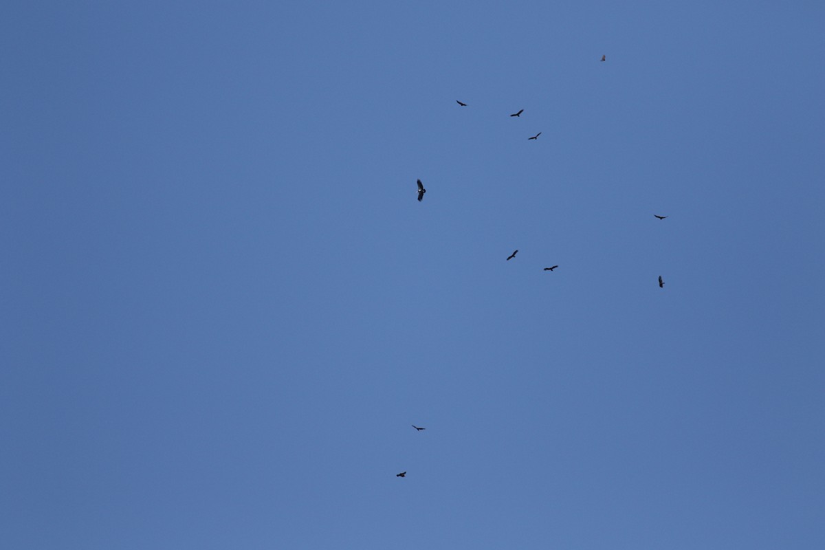 California Condor - ML179232281